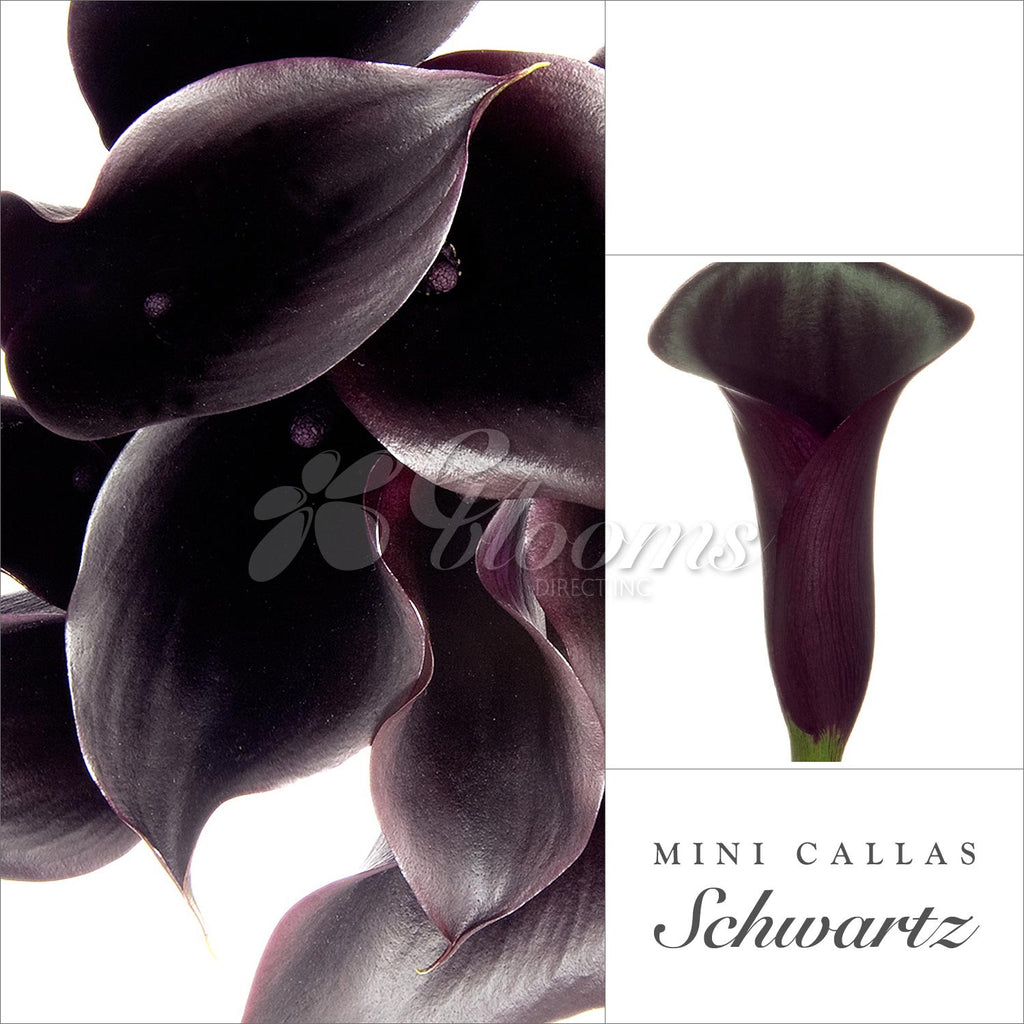 Schwartz Mini Callas