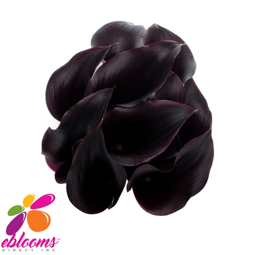 Mini Callas Schwartz Black Pack 80 stems - EbloomsDirect