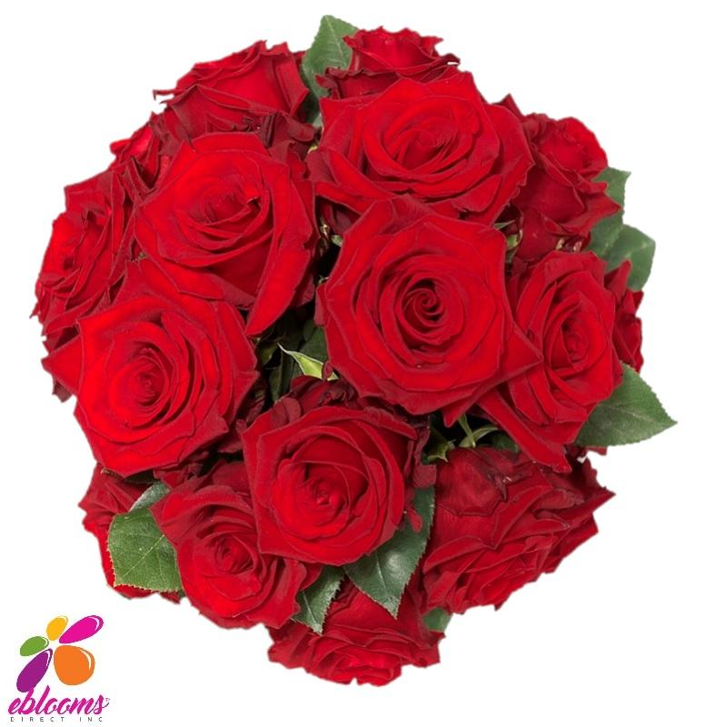Sexy Red Rose variety - EbloomsDirect