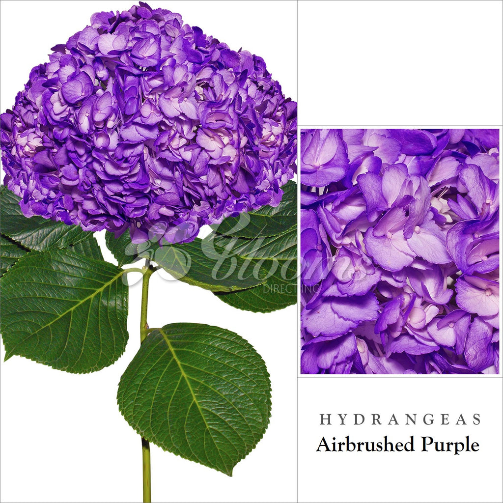 Hydrangea Purple Airbrushed Just for Halloween - EbloomsDirect