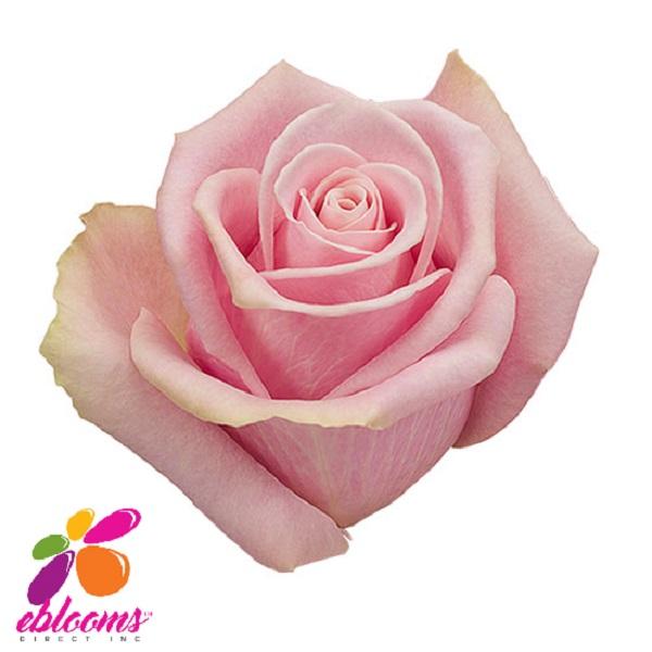 Shy Rose Variety Pink - EbloomsDirect