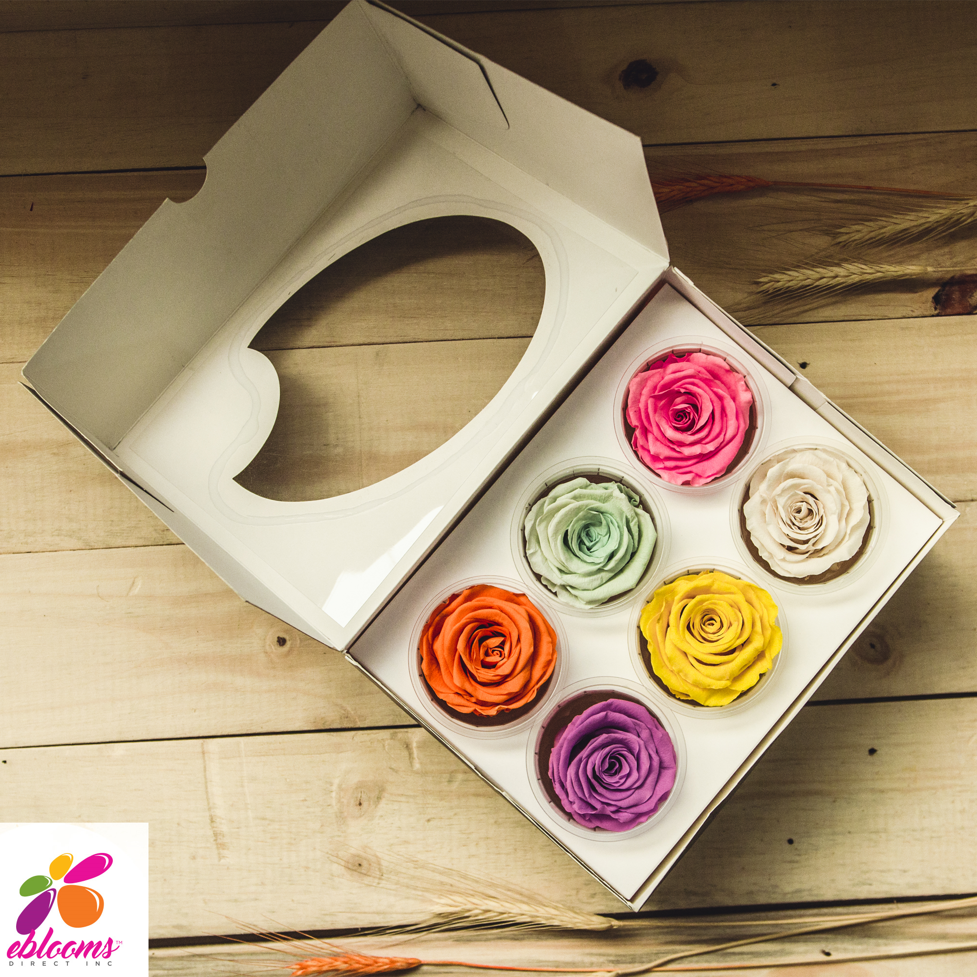 Preserved Flower Rose Cream - wholesale rose