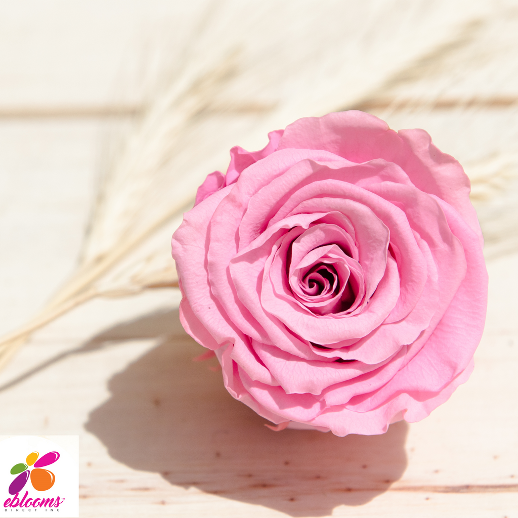 Rose Petals Light Pink – Eblooms Farm Direct Inc.