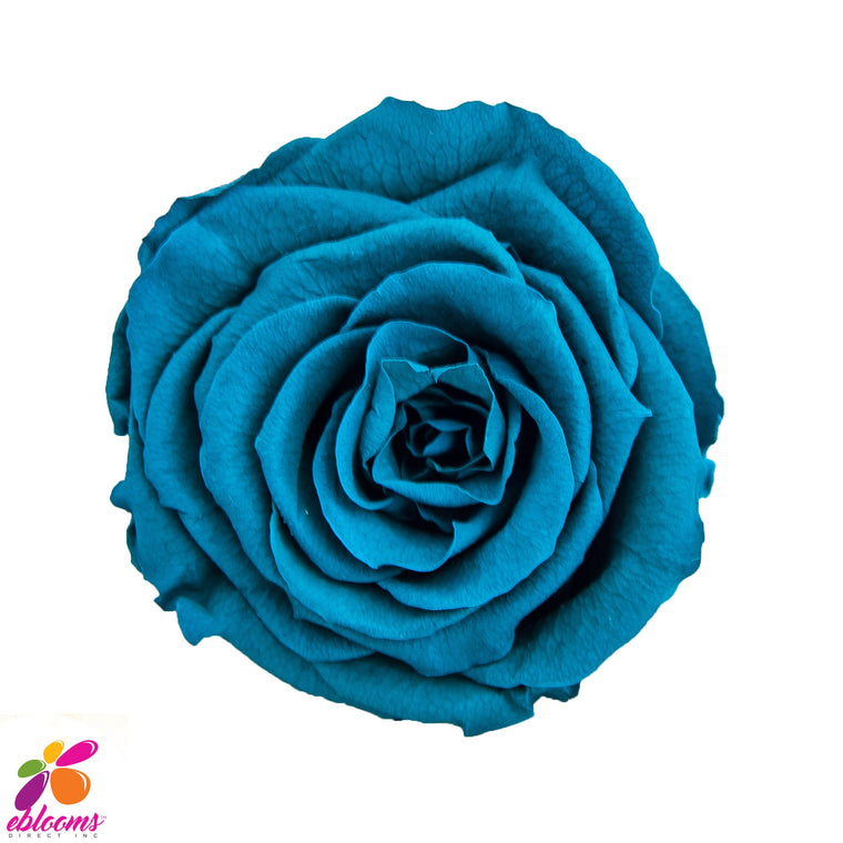 Preserved Roses Cyan Blue - EbloomsDirect