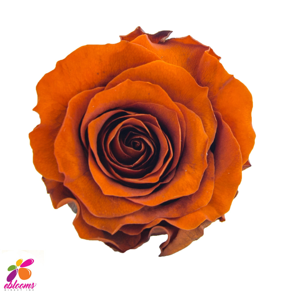 Preserved Flower orange bronze roses - wholesale rose