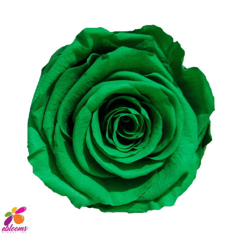 Preserved Roses Green - EbloomsDirect