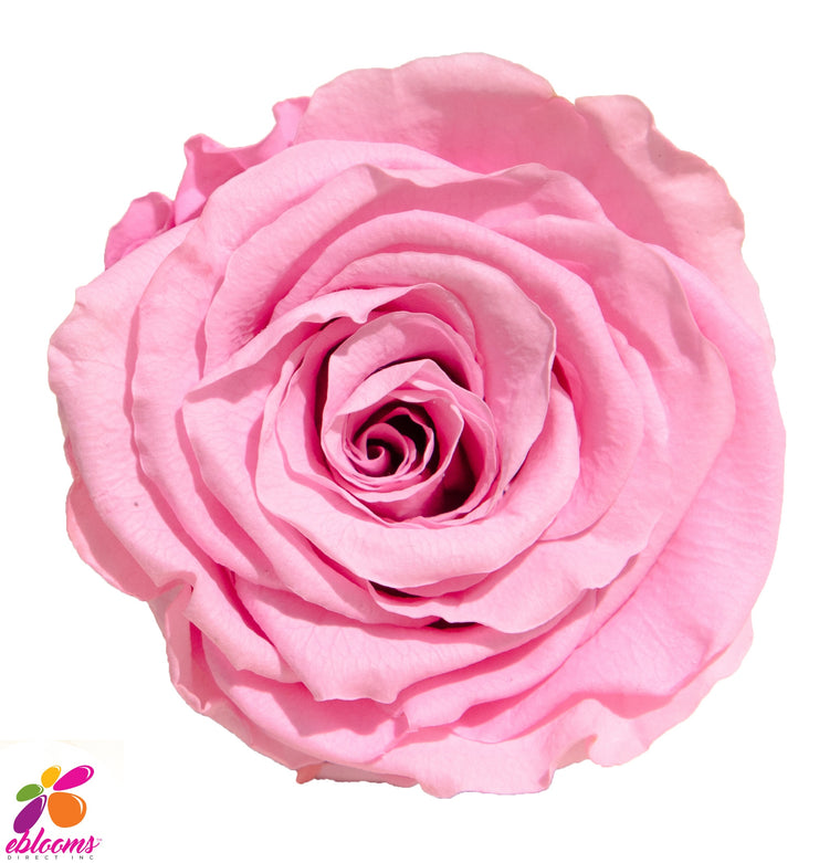Preserved Roses Light Pink - EbloomsDirect