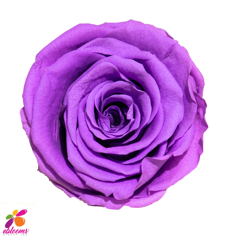 Preserved Roses Purple - EbloomsDirect