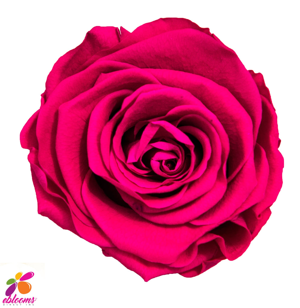 Preserved Flower Hot pink - wholesale rose