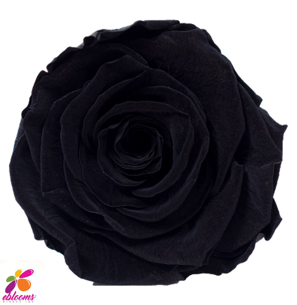 Preserved Flower Black - wholesale rose