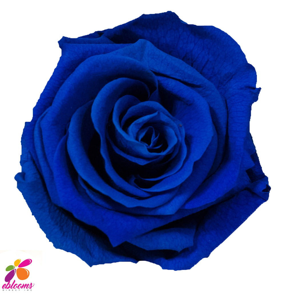 Preserved Flower Royal blue - wholesale rose