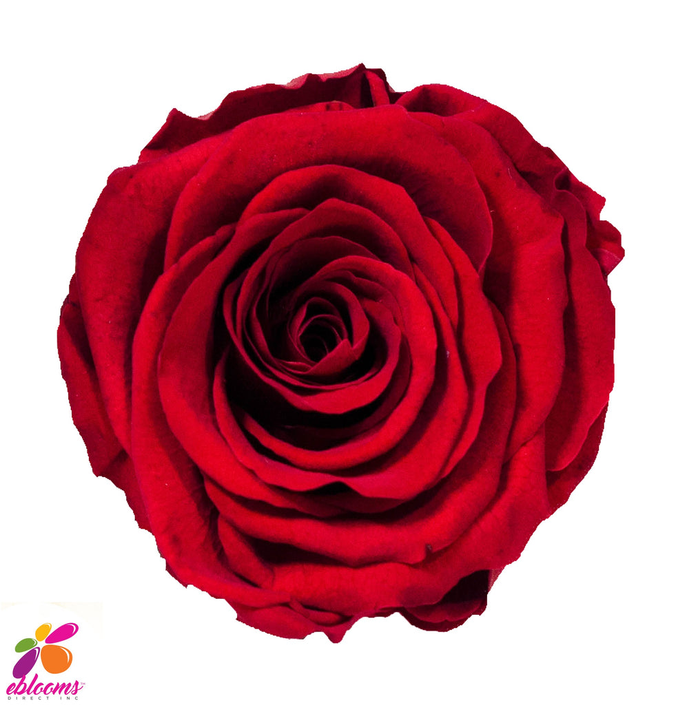 Preserved Flower Red roses - wholesale rose