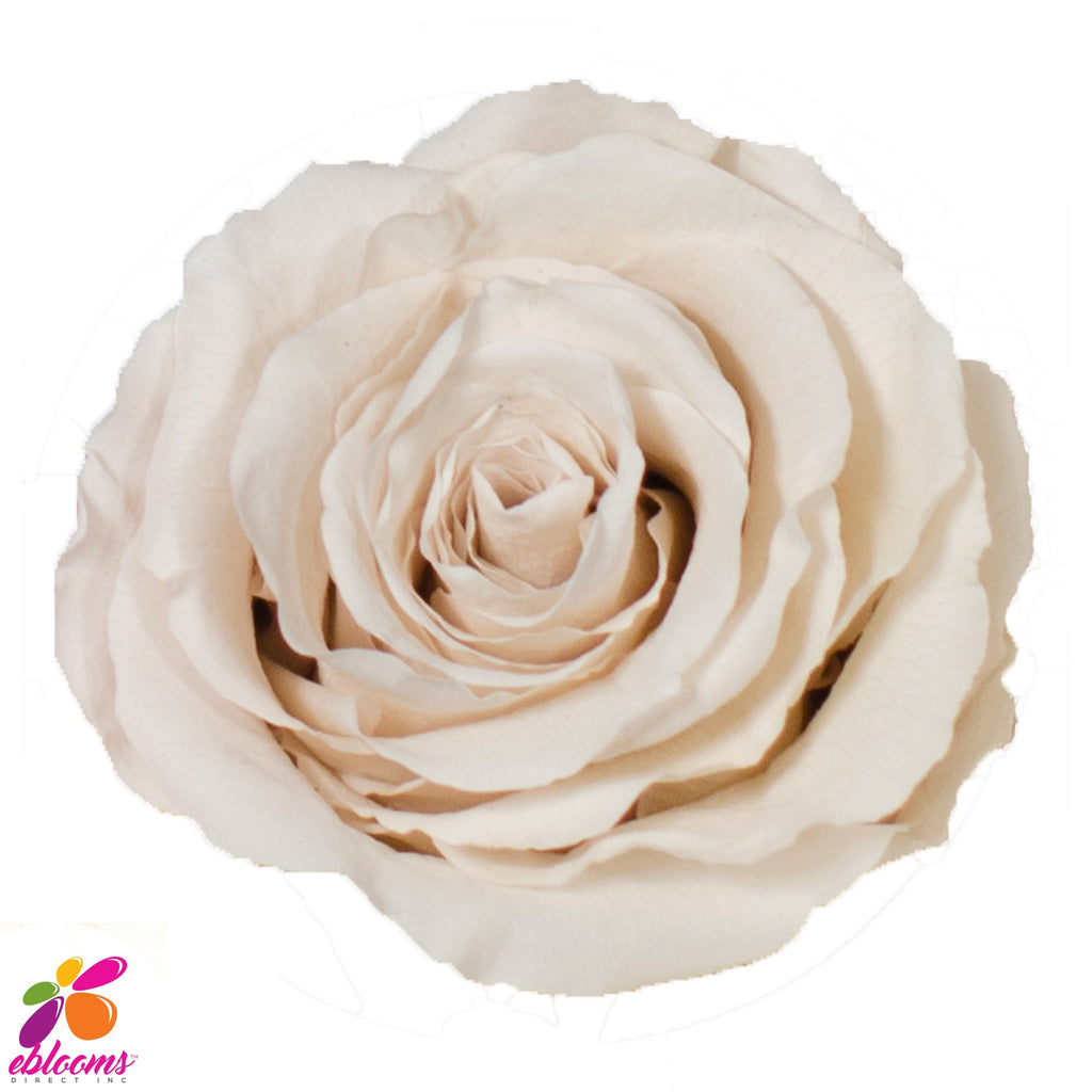 Preserved Flower Rose Cream - wholesale rose