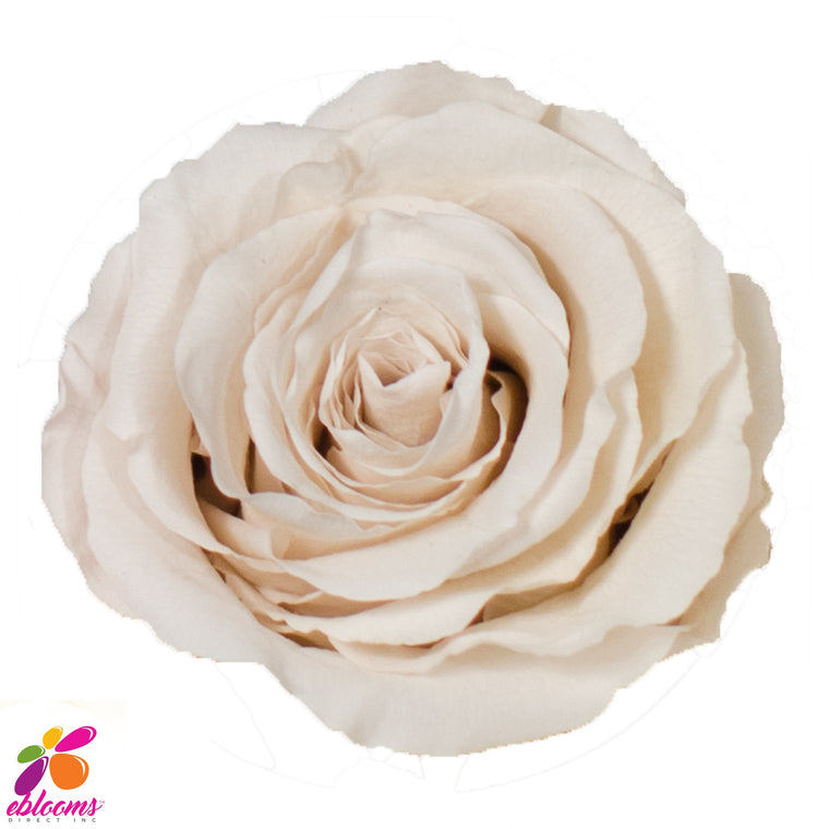 Preserved Roses White - EbloomsDirect