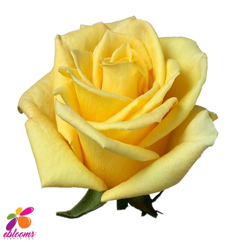 Skyline Yellow rose variety - EbloomsDirect