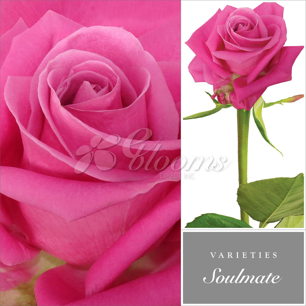 Rose Hot Pink by Variety - EbloomsDirect