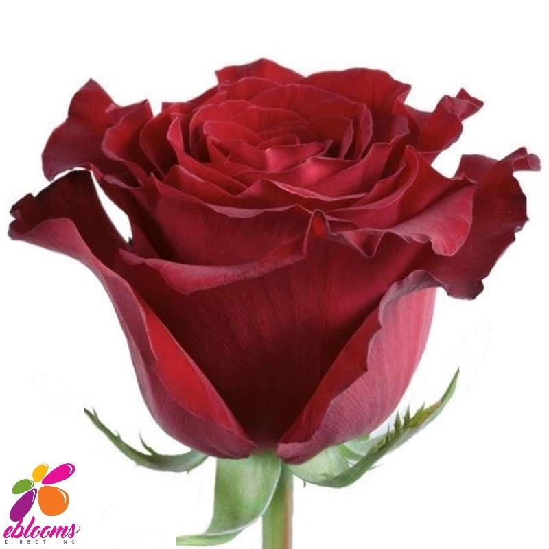 Spanish Dress Red Rose Variety - EbloomsDirect