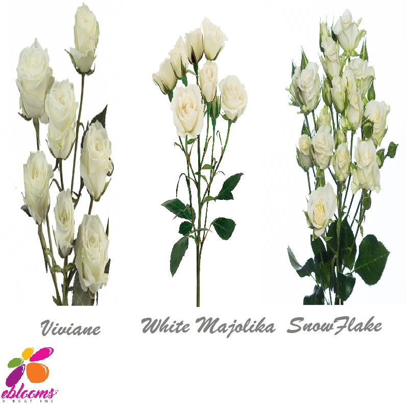 Spray Roses White Assorted 40cm - Pack 60 Stems - EbloomsDirect