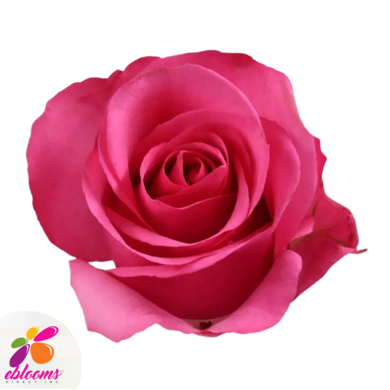 Stiletto Rose Variety - Hot Pink Roses - EbloomsDirect