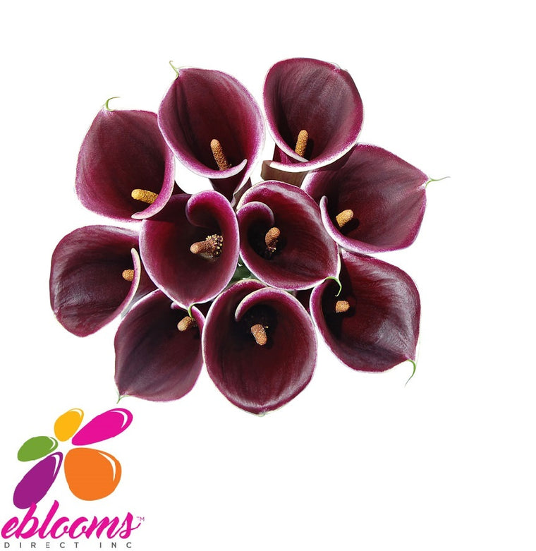Mini Callas Dark Purple Strauss Pack 80 stems - EbloomsDirect