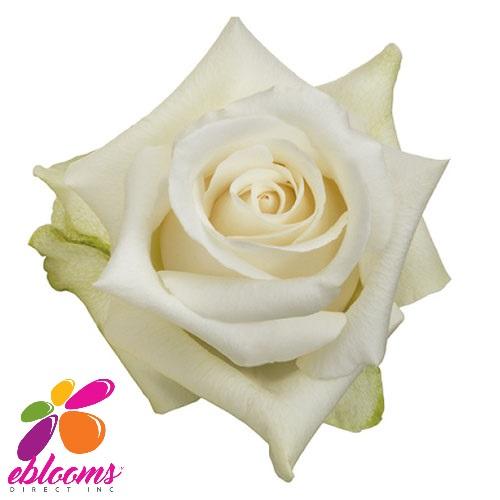 Sublime Rose Variety - EbloomsDirect