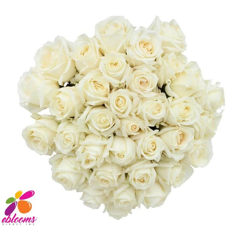 Sublime Rose Variety - EBloomsDirect