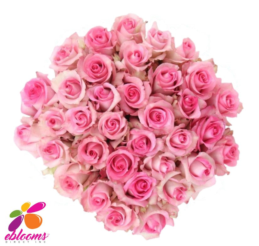 Sweet unique Rose variety - EbloomsDirect