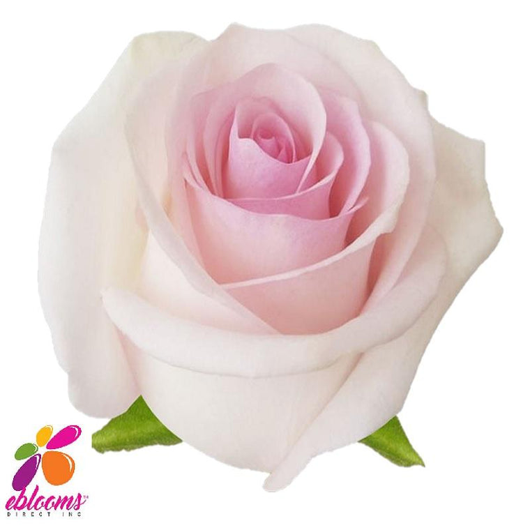 Sweet Akito Rose Variety Pink - EbloomsDirect
