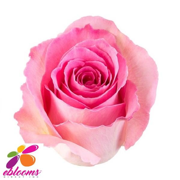 Sweet Unique Rose variety - EbloomsDirect