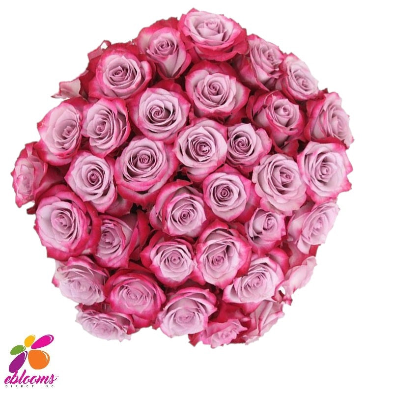 Sweetberry Rose Variety - EbloomsDirect