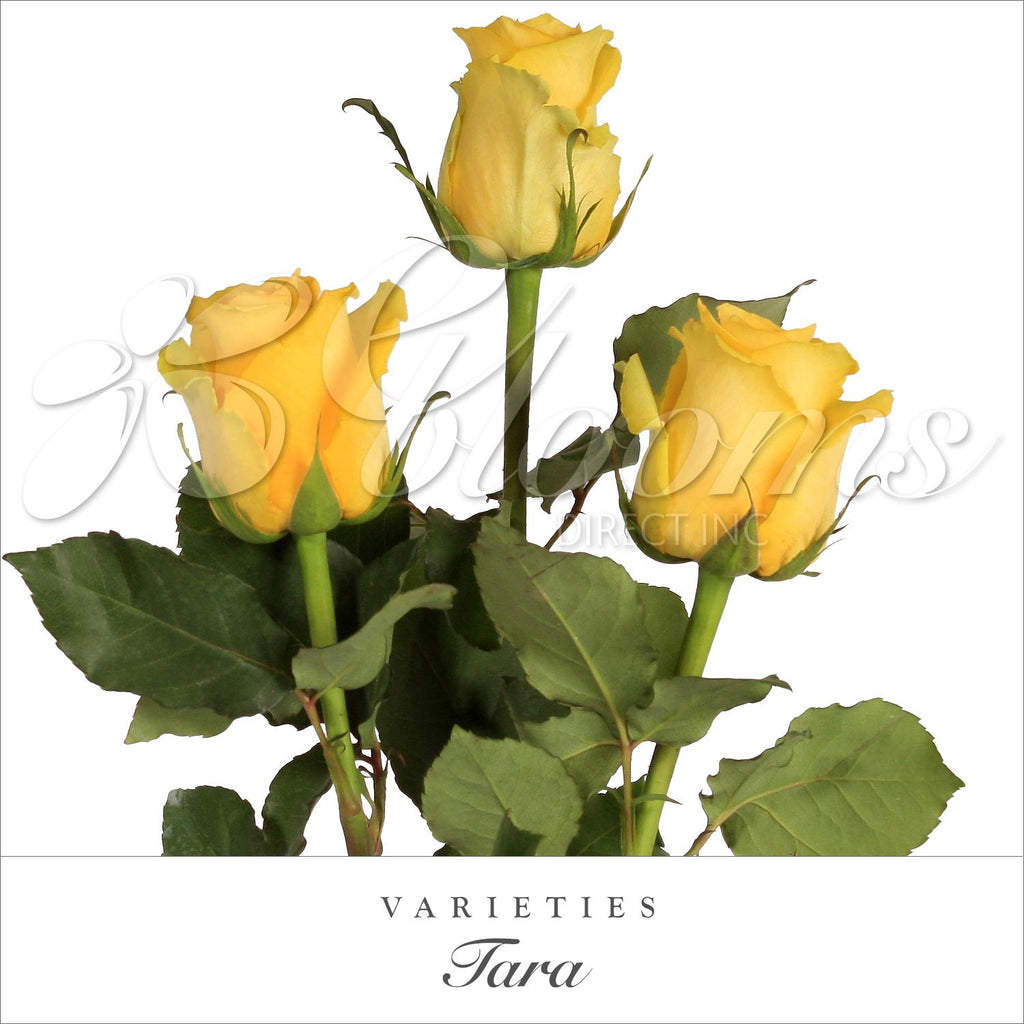 Tara Yellow Rose Variety - EbloomsDirect