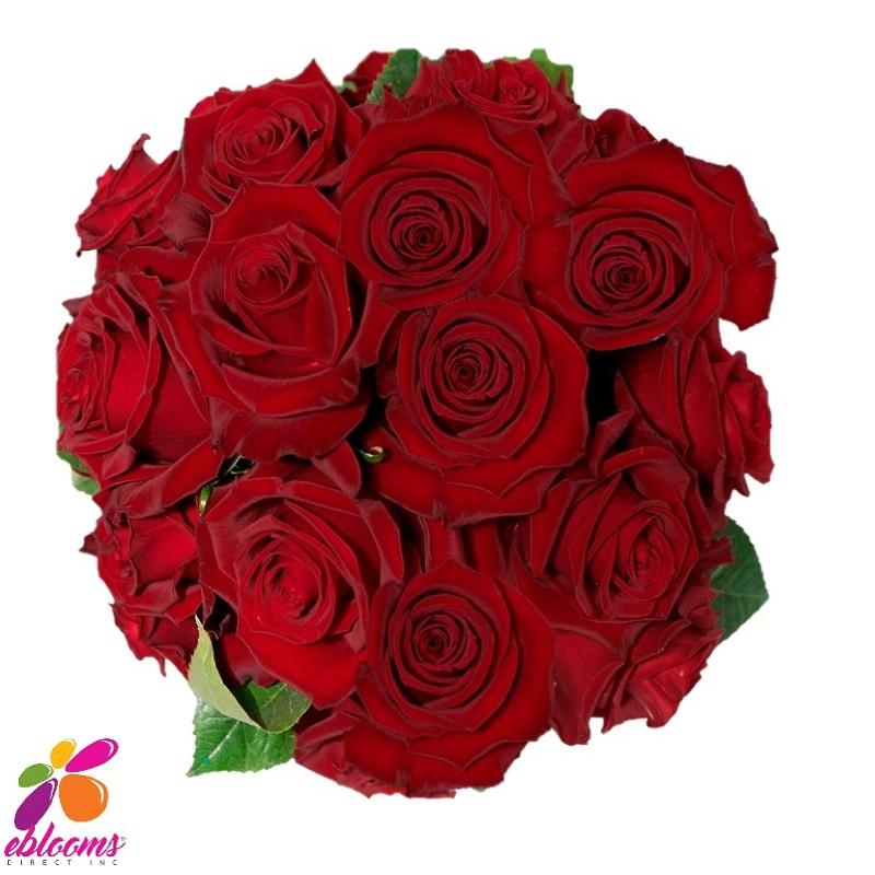 Tinto Red Rose variety - EbloomsDirect