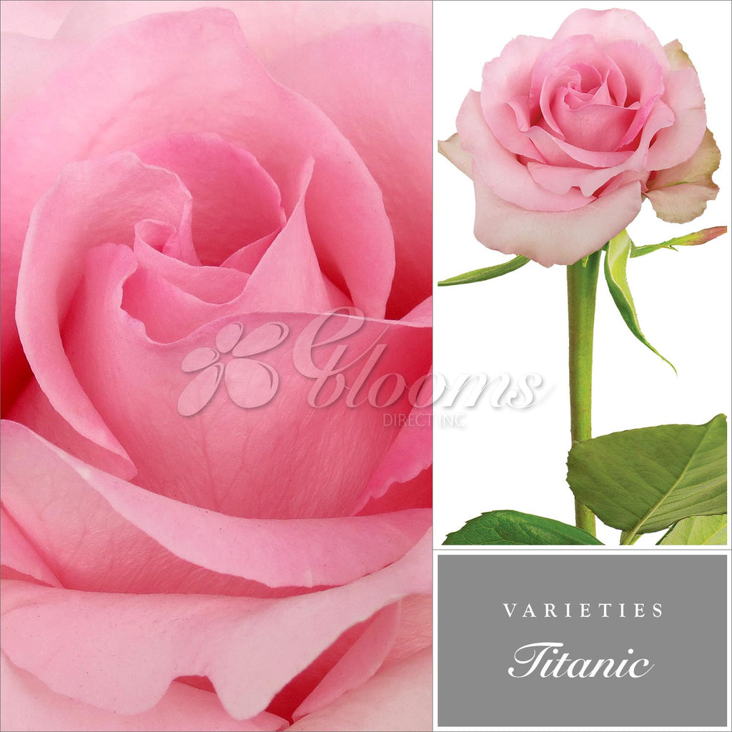 Titanic Rose Variety - EbloomsDirect