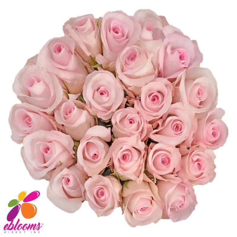 Titanic Rose Variety Light Pink - EbloomsDirect – Eblooms Farm