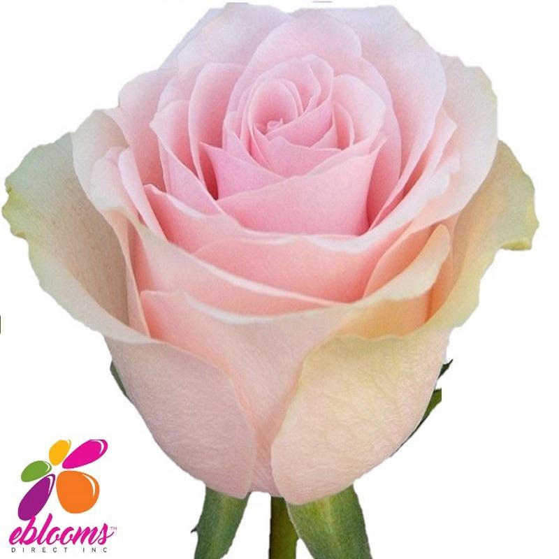 Titanic Rose Variety Light Pink - EbloomsDirect