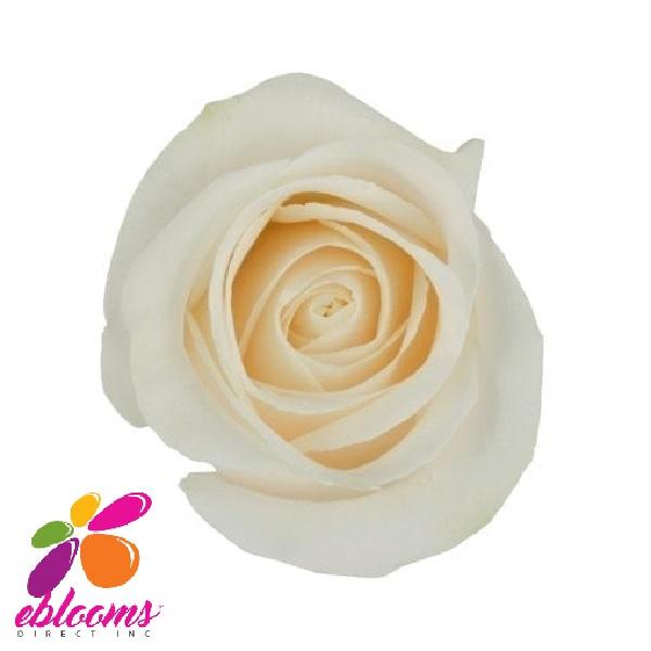 Vendela Rose Variety - EbloomsDirect