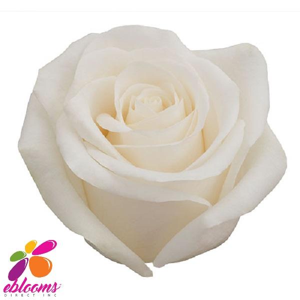 Vendela Roses – Eblooms Farm Direct Inc.