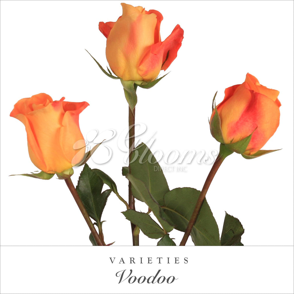 Rose Orange by Variety - EbloomsDirect