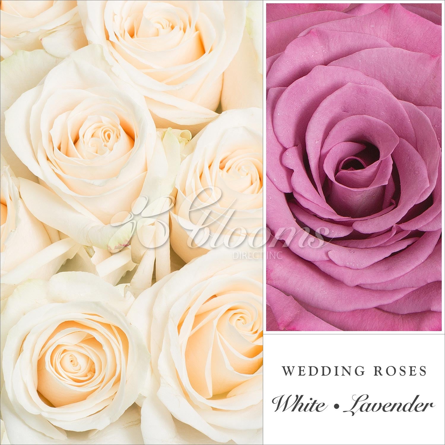 Roses Lavender and White - EbloomsDirect – Eblooms Farm Direct Inc.