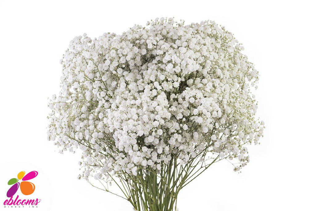 White Force baby's Breath