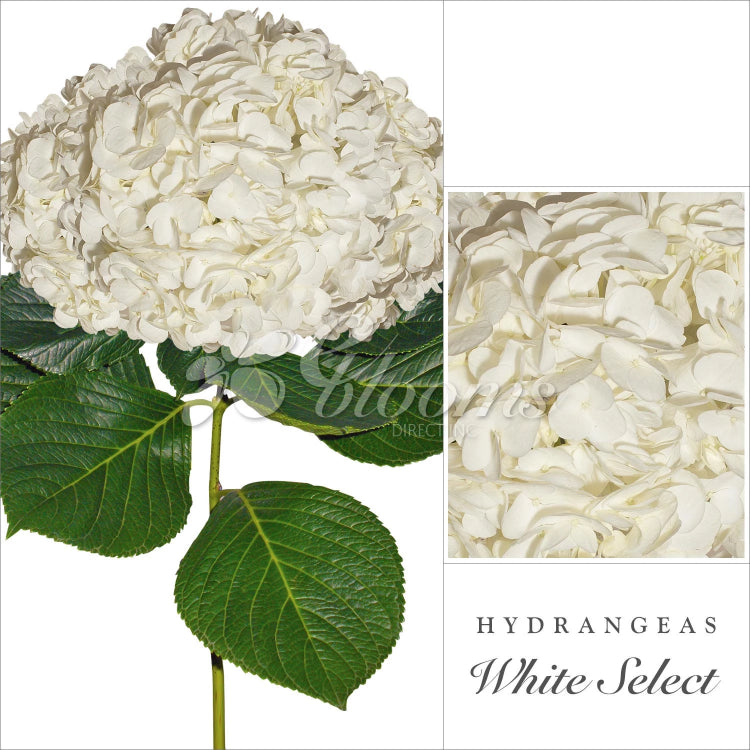 Hydrangeas White - EbloomsDirect