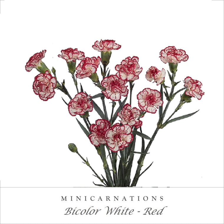 Mini Carnations Bicolor White Red - EbloomsDirect