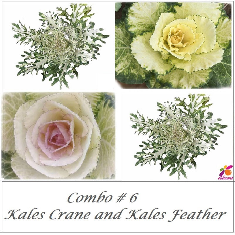 Combo Box #6 - White Kales Feather and Kales Crane - EbloomsDirect