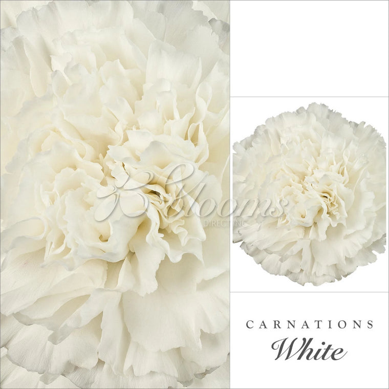 Carnation White - EbloomsDirect