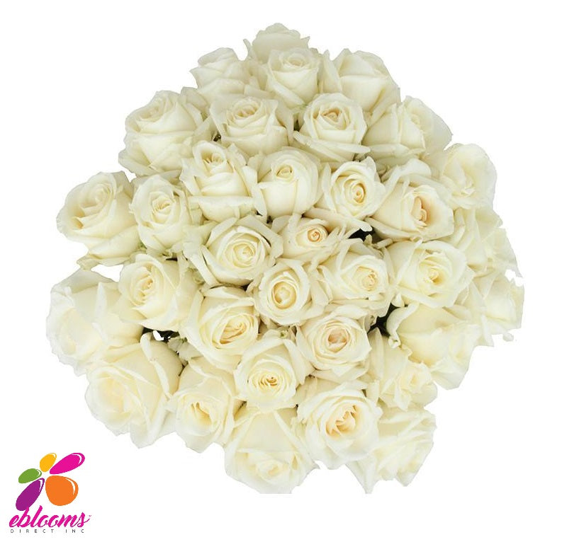 White Chocolate Rose Variety - EbloomsDirect