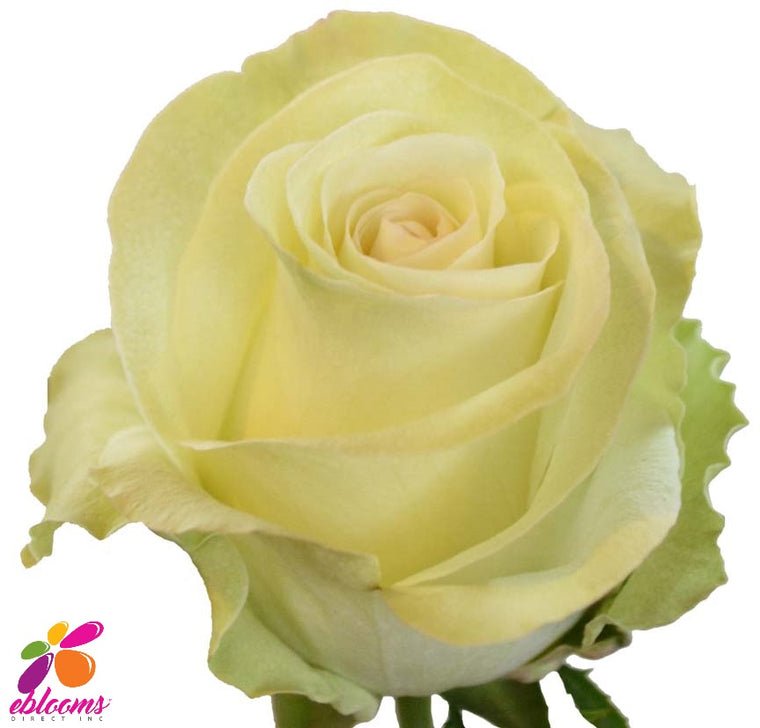 White Chocolate Rose Variety Cream - EbloomsDirect