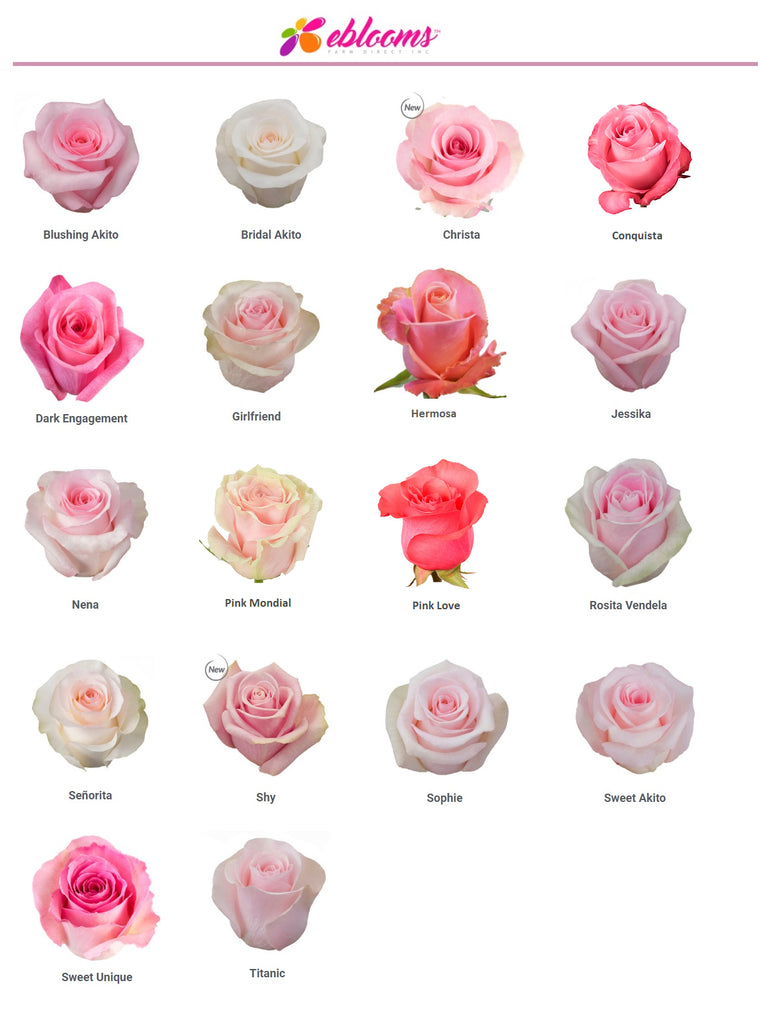 Pink Rose Varieties Best Sellers - EbloomsDirect