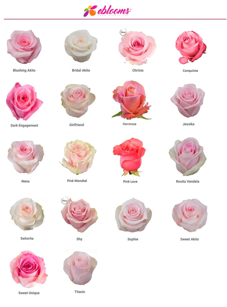 Pink Roses best seller varieties - EbloomsDirect