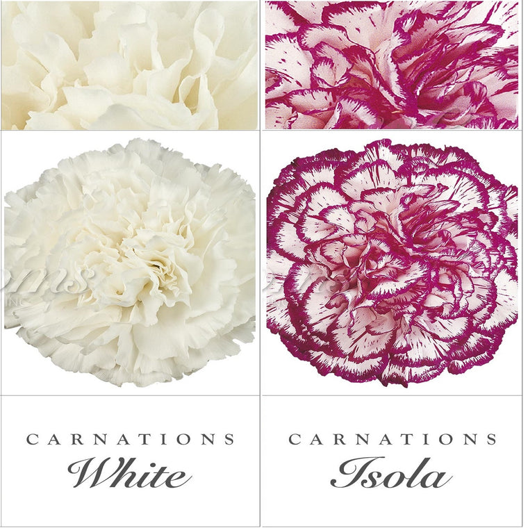 Carnations White and Bicolor Purple - EbloomsDirect