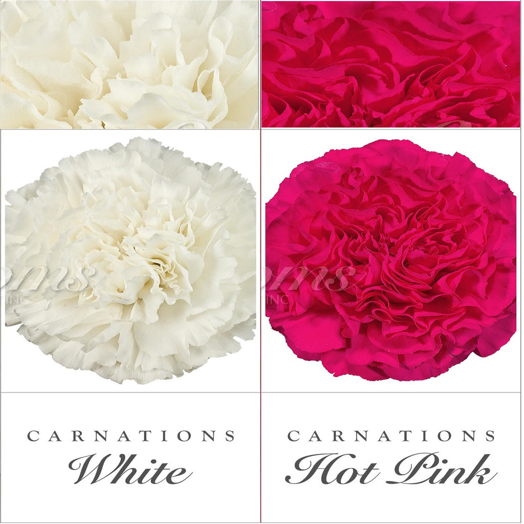 Carnations White - Hot Pink